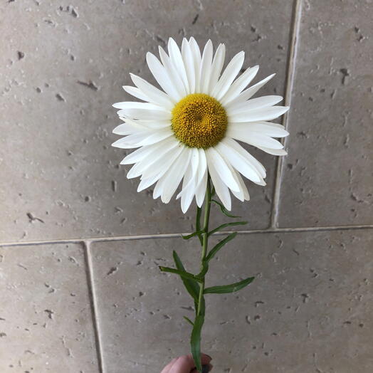 Ромашка ️🌺🌺🌺🌺🌺