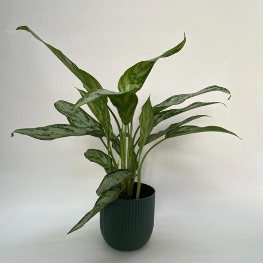 Аглаонема Сильвер Квин /Aglaonema Silver Queen