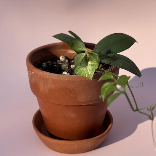 Неоальсомитра (тер. горшок)
