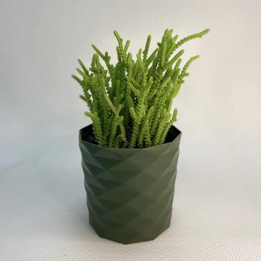 Крассула плауновидная / Crassula muscosa или Crassula lycopodioides