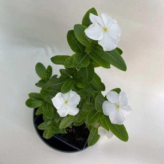 Катарантус Пасифика Вайт /Catharanthus roseus Pacifica White