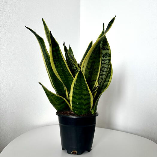 Sansevieria Superba