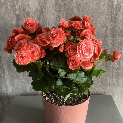 Бегония Элатиор-Очень пышная шапка цветов😍 невероятно розовая красотка. Фото этого цветка