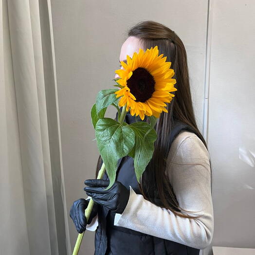 Подсолнух