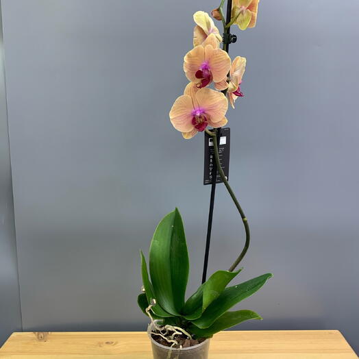 Орхидея Фаленопсис микс