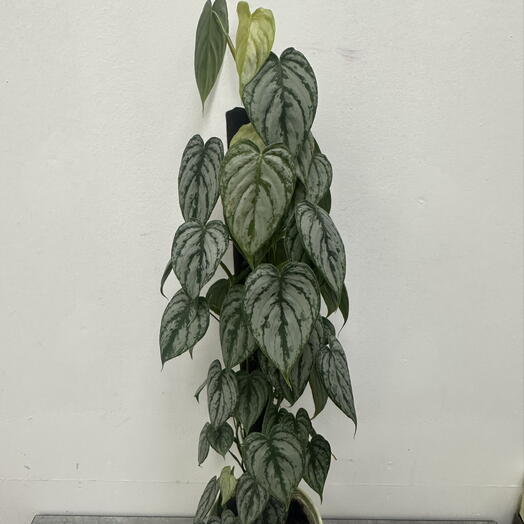 Flower and Decor Studio
