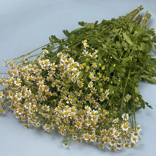Пачка матрикария,15 шт