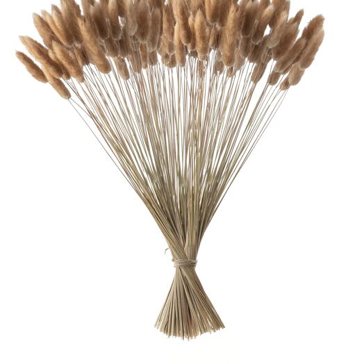 Лагурус натуральный  120 шт. Высший сорт. Высота 40-55 см М250