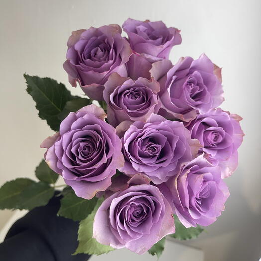 Розы фиолетовые 💜 9