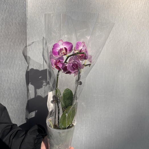 🌸 Орхидея «Фаленопсис» подарок маме