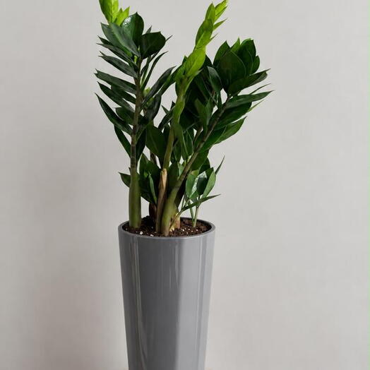 Zamioculcas in a planter