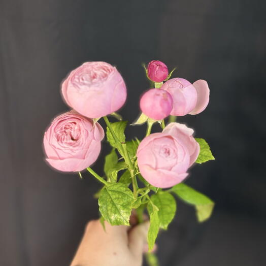 Кустовая роза🌹