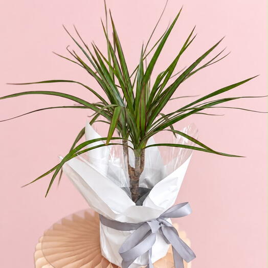 Dracaena marginata in gift packaging
