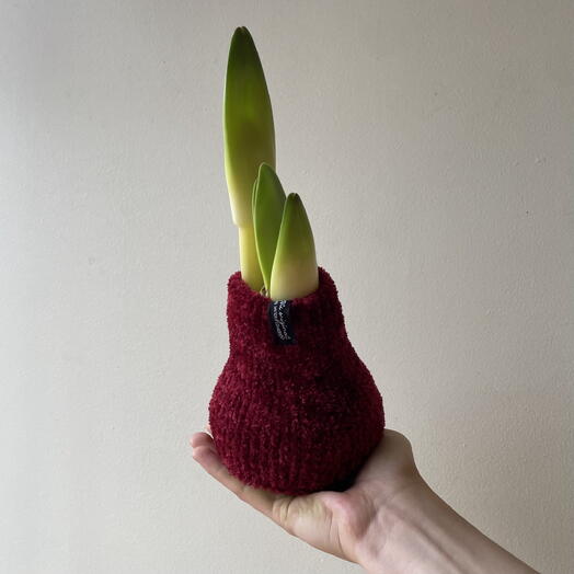 амариллис в воске в уютном свитере - бордо🧣