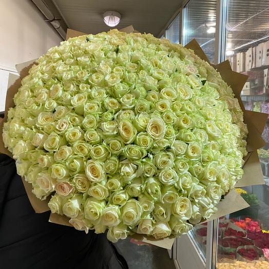 Rosas 301 piezas