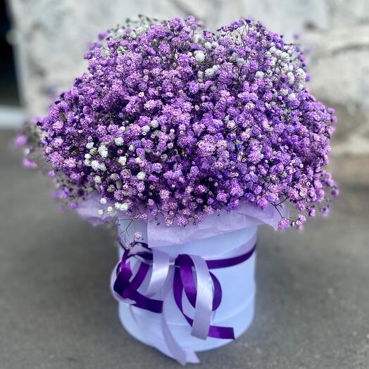 Gypsophila en Caja