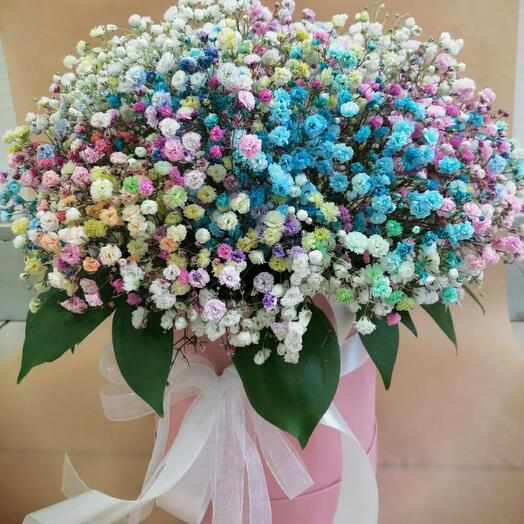 Gypsophila 🌈