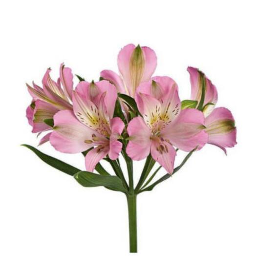 Alstroemeria mix