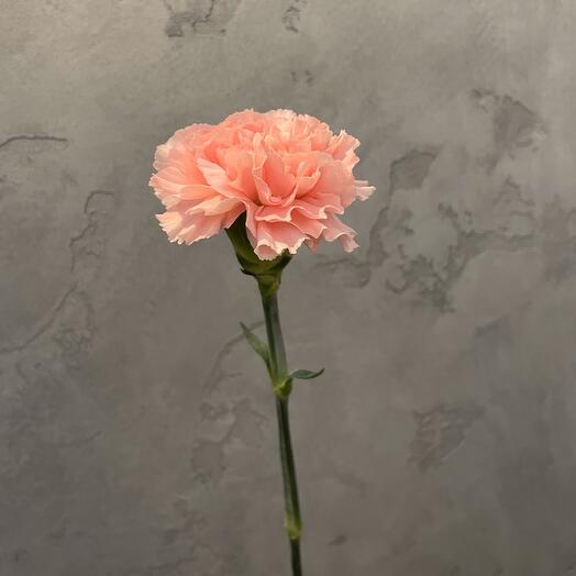 Dianthus
