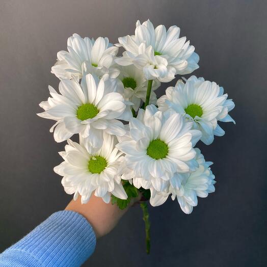 Bush Chrysanthemum Kennedy