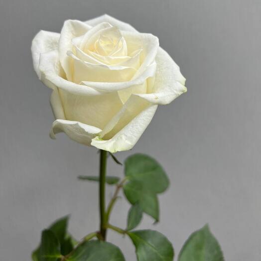 White Rose 60cm Ecuador