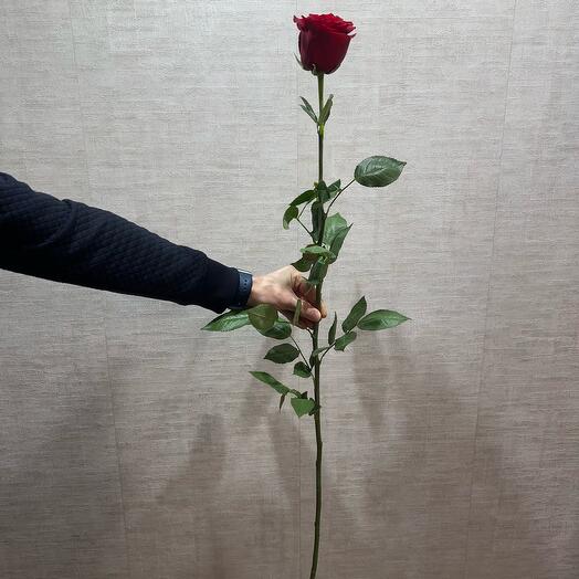 Rosa de un metro (100cm)