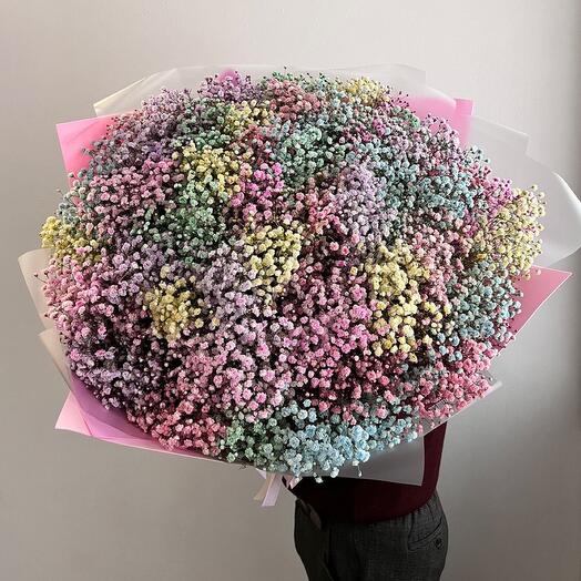Gypsophila rainbow