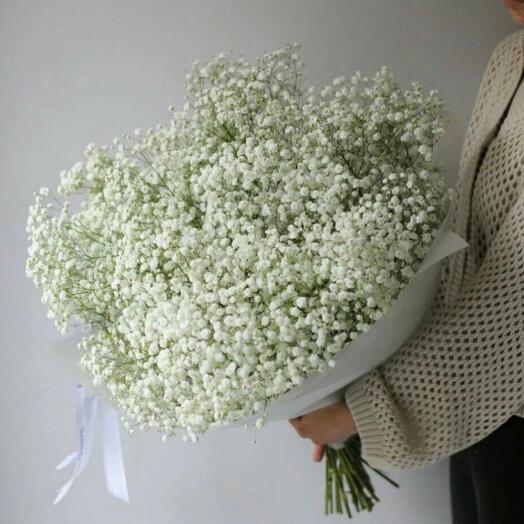 White Gypsophila