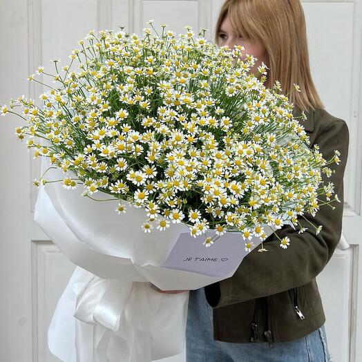 Daisies