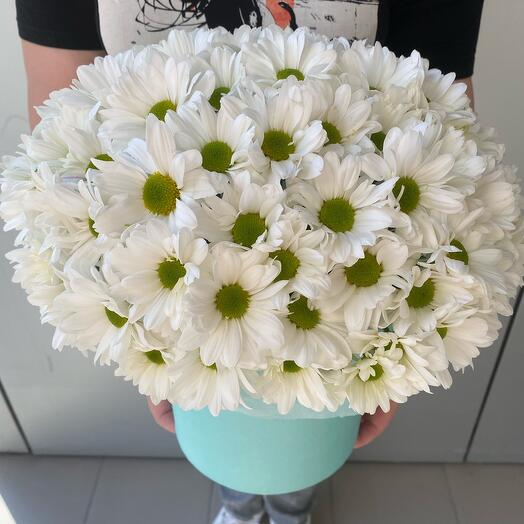 Compositions of daisies