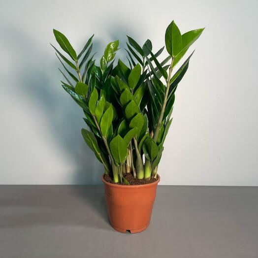 Замиокулькас