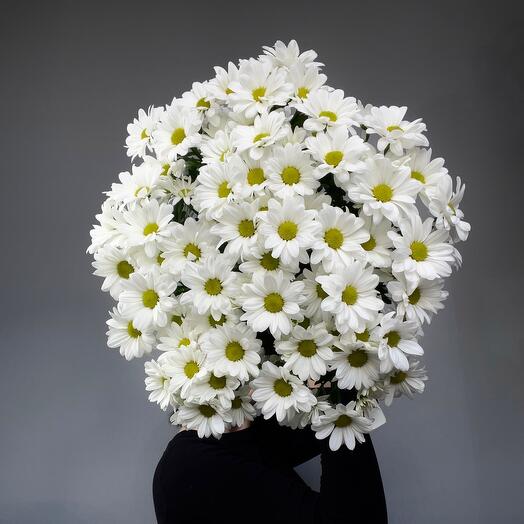 Моно хризантемы ромашки