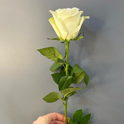 Роза белая 60 см