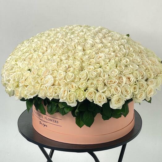 501 роза в коробке