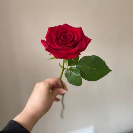 Rosa red Naumi
