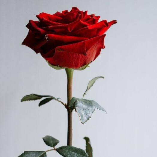 Rosas de metro