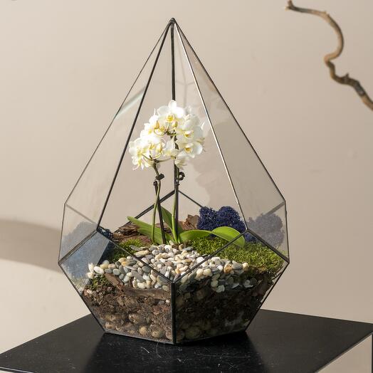 Florarium" Gota " Orquídea