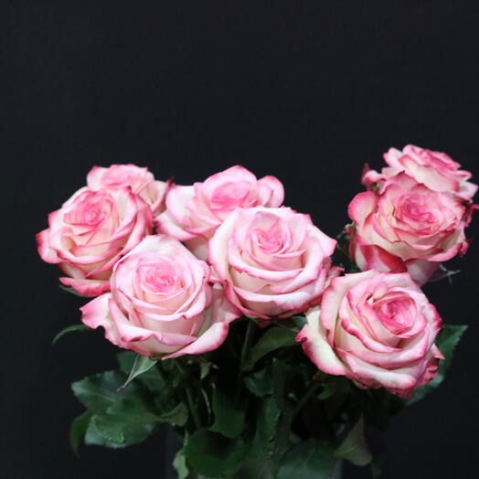 Ecuadorian roses "Paloma"