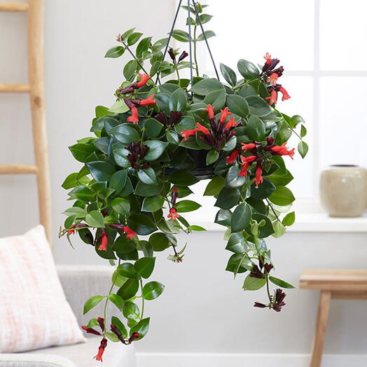 Aeschynanthus Mona Lisa Plant (Lipstick Plant, Red Bugle Vine)