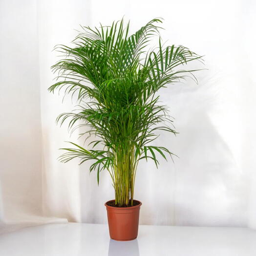 Areca Palm Plant (Golden Cane Palm, Yellow Palm, Butterfly Palm, or Bamboo Palm)-Plastic Pot