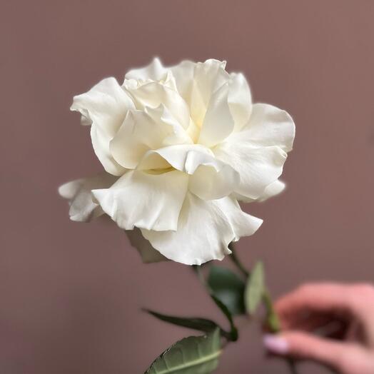 Роза французская Mondial white
