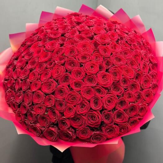 101 Roses of red Holland