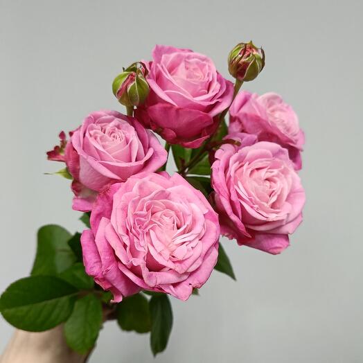 Роза кустовая пионовидная 60см