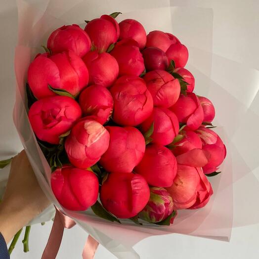 Пионы 25 штук коралловые
