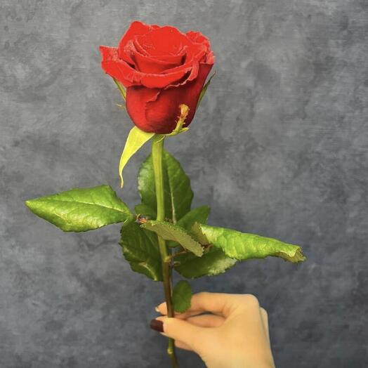 Rose Ecuador 50 cm