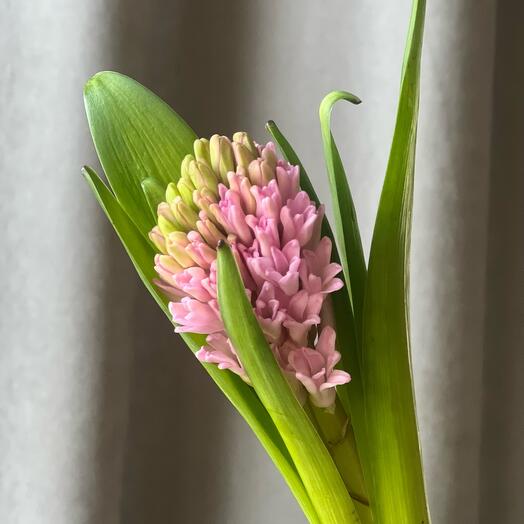 🌸 Гиацинт ароматный. Цветы в подарок маме, жене, любимой девушке, женщине, дочке на день рождение букет