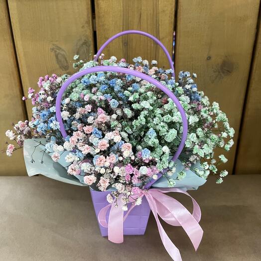 Gypsophila raduzhnaya