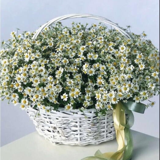 Camomile basket