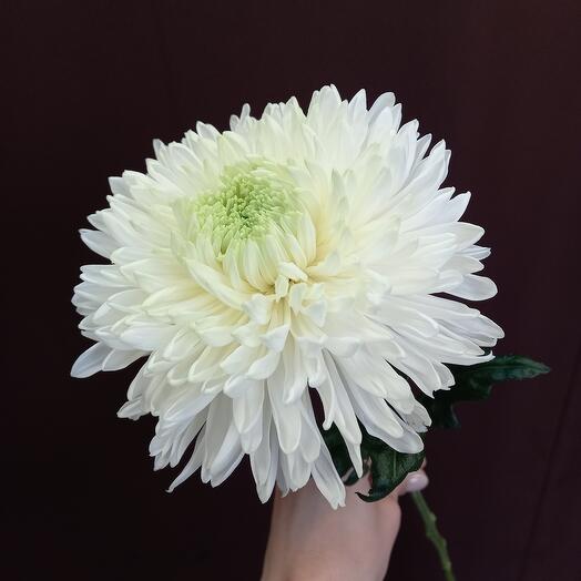 Хризантема одноголовая