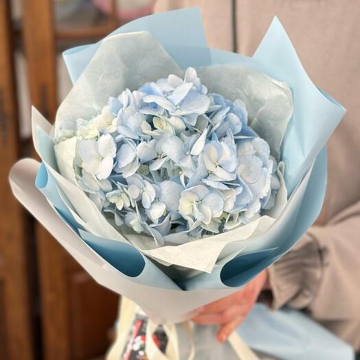 Hortensia azul en un paquete elegante 🩵